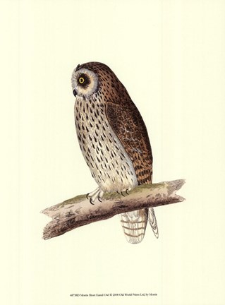 Framed Short Eared Owl Print