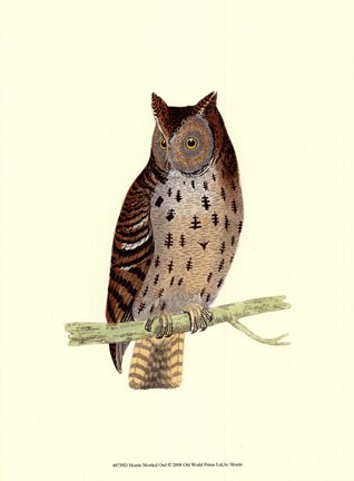 Framed Mottled Owl Print