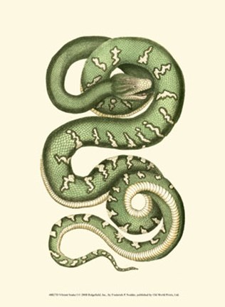 Framed Vibrant Snake I Print
