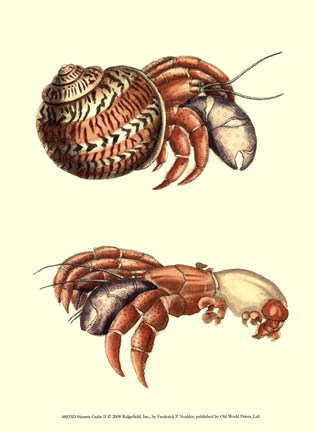 Framed Hermit Crabs II Print