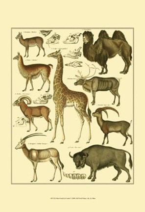 Framed Giraffe &amp; Camel Print