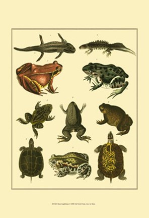 Framed Amphibians Print