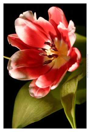 Framed Red Tulip I Print