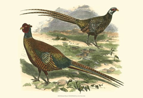 Framed Bohemian Pheasant Print