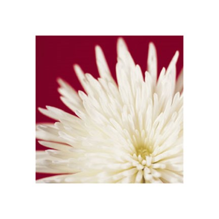 Framed Chrysanthemum, White on Dark Red Print