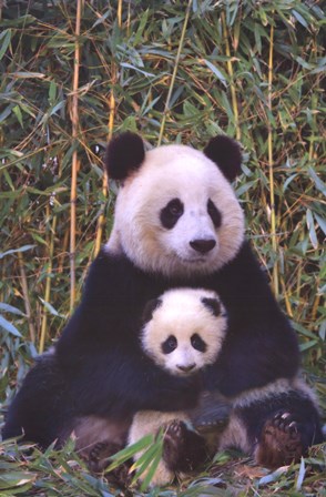 الباندا والطفل من خلال طباعة الفن المجهول