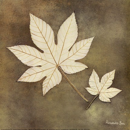 Framed Maple Leaf Print