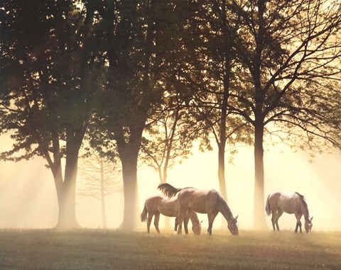 Horses in the Mist