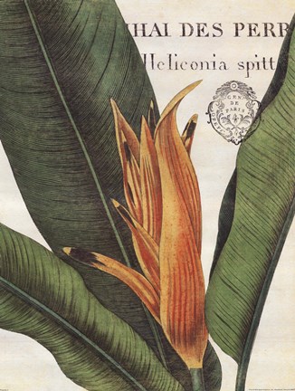 Framed Botanique Tropicale II Print