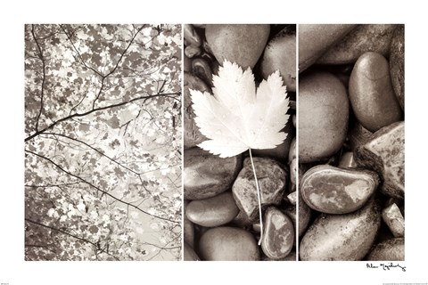 Framed Nature Trio Print