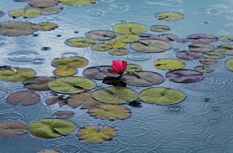 Framed Waterlilies Print