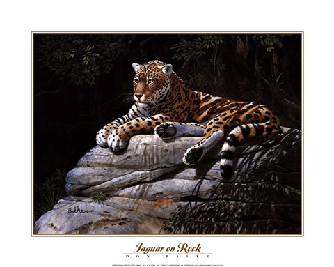 Framed Jaguar on Rock Print
