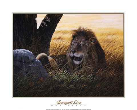 Framed Serengeti Lion Print