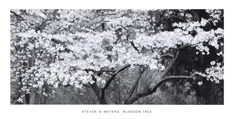 Framed BLOSSOM TREE Print