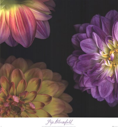 Framed Purple Dahlia I Print