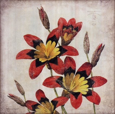 Framed Red Lily Flower Print