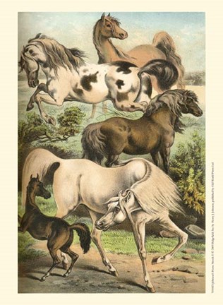 Framed Johnson&#39;s Horse Breeds II Print