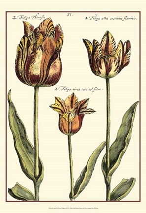 Framed Small DePasse Tulipa I (P) Print