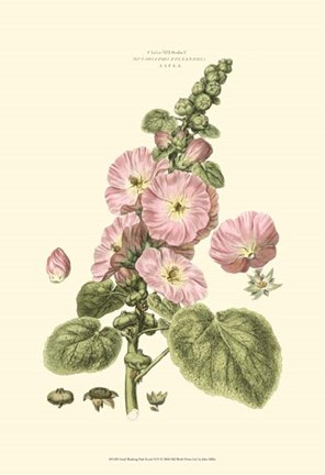 Framed Small Blushing Pink Florals V (P) Print