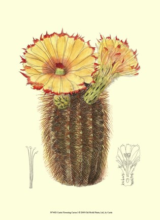 Framed Flowering Cactus I Print