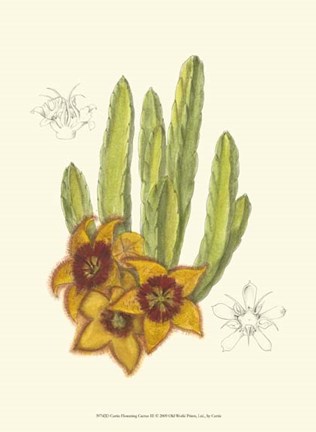 Framed Flowering Cactus III Print
