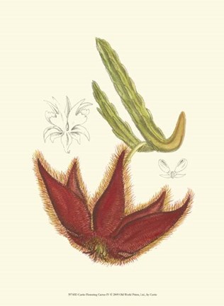Framed Flowering Cactus IV Print