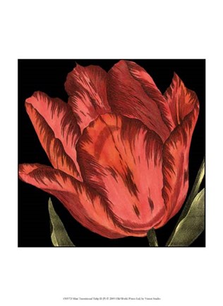 Framed Mini Transitional Tulip II Print