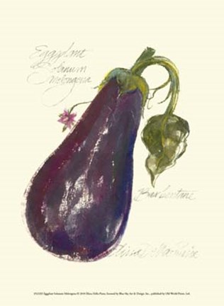 Framed Eggplant Solanum Melongena Print