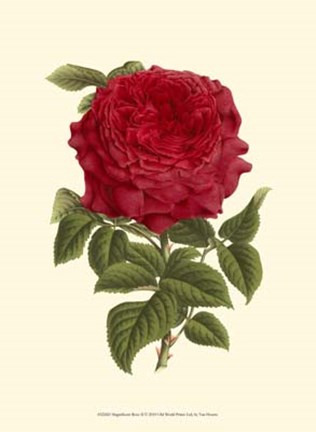 Framed Magnificent Rose II Print