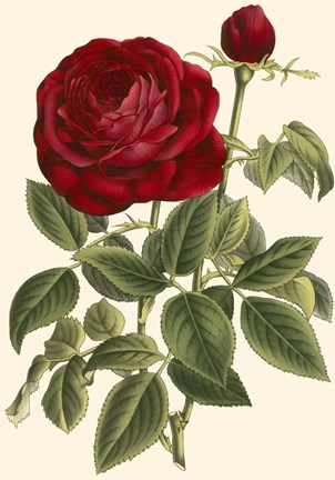 Framed Magnificent Rose IV Print