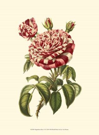 Framed Magnificent Rose VI Print
