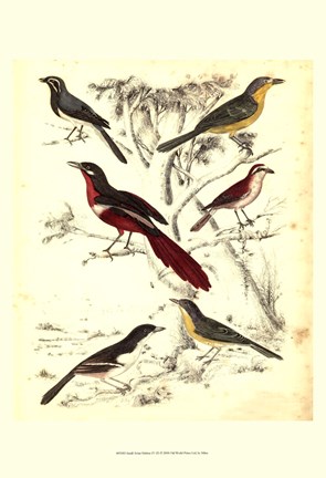 Framed Small Avian Habitat IV (P) Print