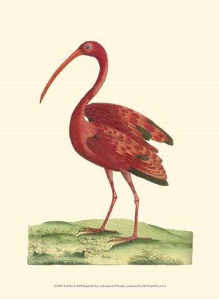 Framed Red Ibis Print
