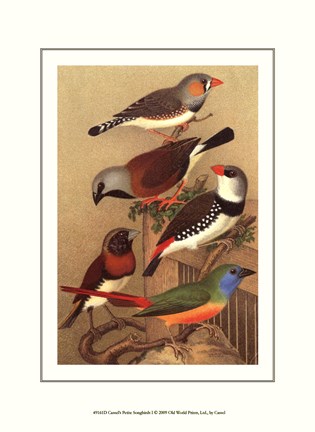 Framed Cassel&#39;s Petite Songbirds I Print
