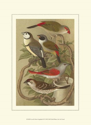 Framed Cassel&#39;s Petite Songbirds II Print