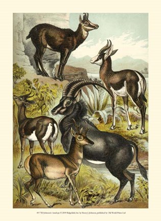 Framed Johnson&#39;s Antelope Print