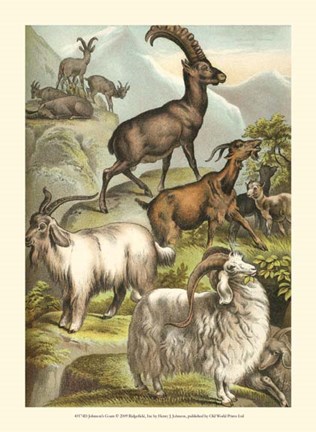 Framed Johnson&#39;s Goats Print