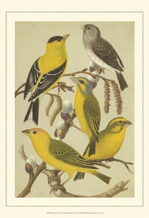 Framed Cst Cassel&#39;s Pet. Songbirds III Print