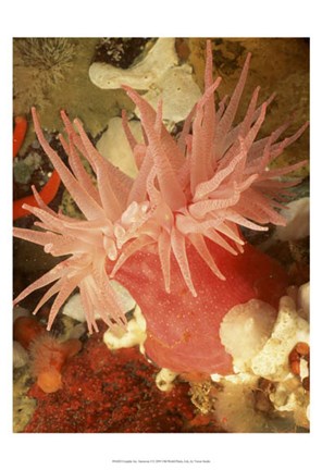 Framed Graphic Sea Anemone I Print