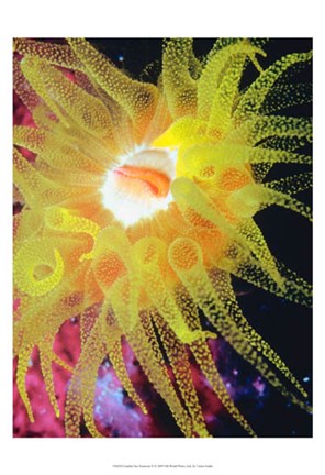 Framed Graphic Sea Anemone II Print