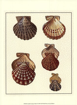 Framed Crackled Antique Shells I Print
