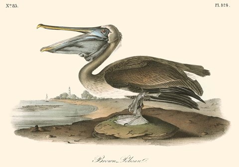 Framed Brown Pelican (horizontal) Print
