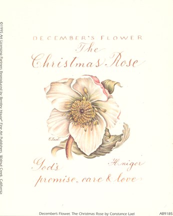 Framed December&#39;s Flower, The Christmas Rose Print