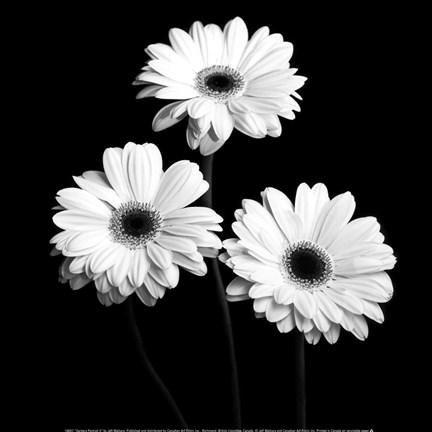 Framed Gerbera Portrait II Print