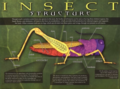 Framed Insect Structure Print