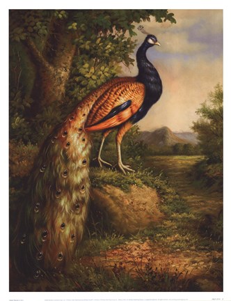 Framed Classic Peacock Print