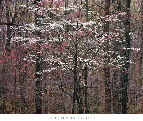 Framed Pink and White Dogwoods, Kentucky Print