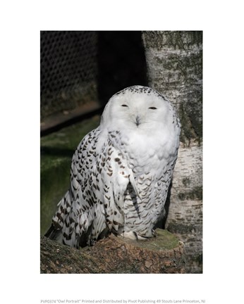 Framed Snow Owl Portrait Print