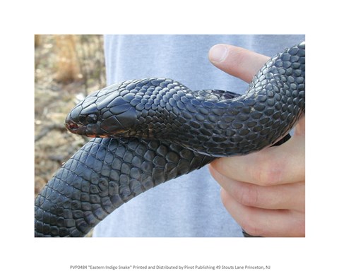 Framed Eastern Indigo Snake Print