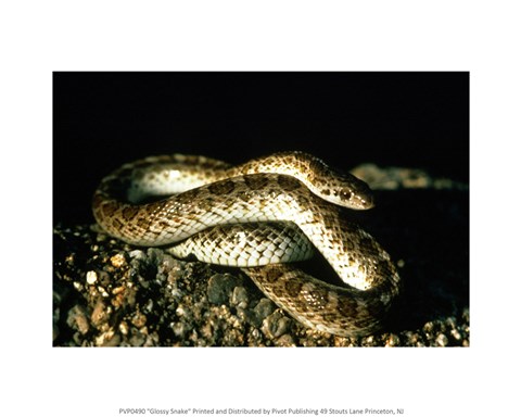 Framed Glossy Snake Print